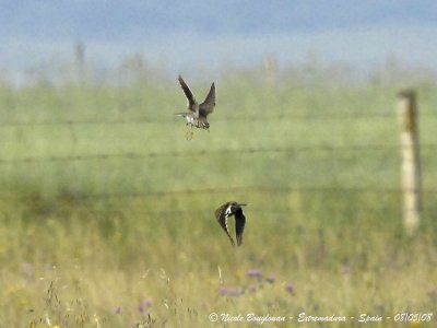 Calandra Lark displays