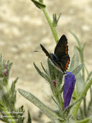 BROWN ARGUS - ARICOA AGESTIS - COLLIER DE CORAIL