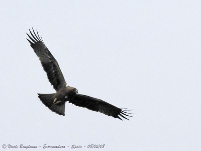 BOOTED EAGLE