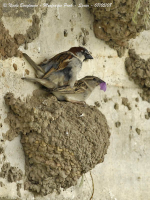 HOUSE SPARROW