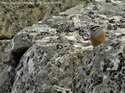 ROCK BUNTING - EMBERIZA CIA - BRUANT FOU