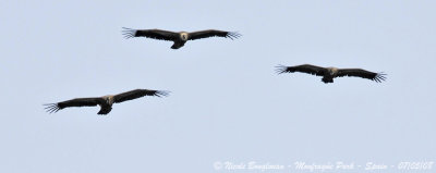 EURASIAN GRIFFON VULTURE - GYPS FULVUS - VAUTOUR FAUVE