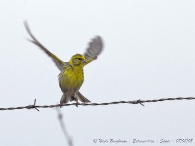 OTHER BIRDS' SPECIES SEEN IN EXTREMADURA