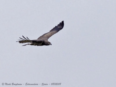 SHORT-TOED EAGLE - CIRCAETUS GALLICUS - CIRCAETE JEAN LE BLANC