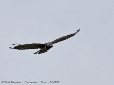 SHORT-TOED EAGLE - CIRCAETUS GALLICUS - CIRCAETE JEAN LE BLANC