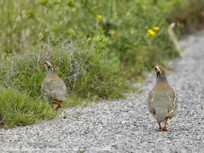 RED-LEGGEED PARTRIDGE - ALECTORIS RUFA - PERDRIX ROUGE