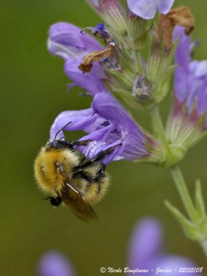 COMMON CARDER BUMBLEBEE - BOMBUS PASCUORUM - BOURDON ROUX