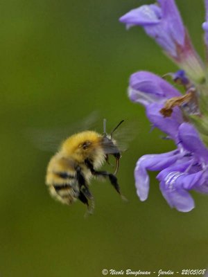 COMMON CARDER BUMBLEBEE - BOMBUS PASCUORUM - BOURDON ROUX