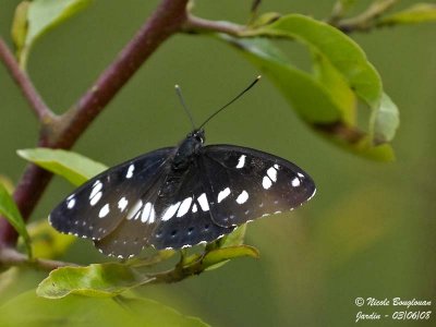 SOUTHERN WHITE ADMIRAL - AZURITIS REDUCTA - SYLVAIN AZURE