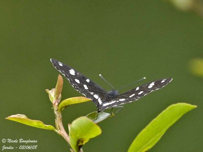 SOUTHERN WHITE ADMIRAL - AZURITIS REDUCTA - SYLVAIN AZURE