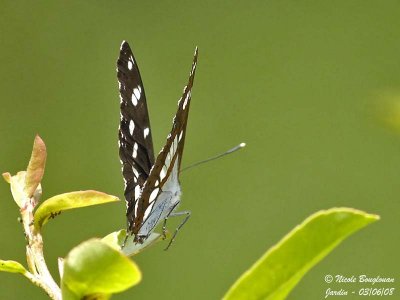 SOUTHERN WHITE ADMIRAL - AZURITIS REDUCTA - SYLVAIN AZURE