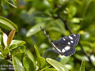 SOUTHERN WHITE ADMIRAL - AZURITIS REDUCTA - SYLVAIN AZURE