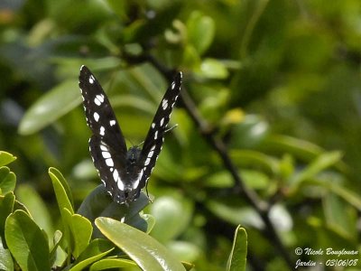 SOUTHERN WHITE ADMIRAL - AZURITIS REDUCTA - SYLVAIN AZURE