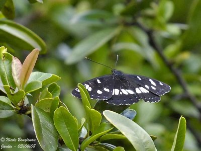 SOUTHERN WHITE ADMIRAL - AZURITIS REDUCTA - SYLVAIN AZURE