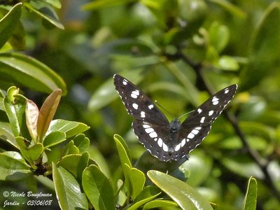 SOUTHERN WHITE ADMIRAL - AZURITIS REDUCTA - SYLVAIN AZURE