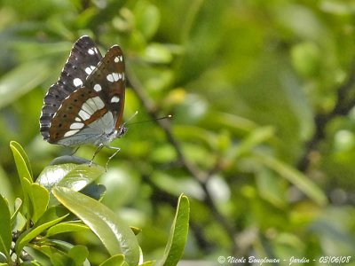 SOUTHERN WHITE ADMIRAL - AZURITIS REDUCTA - SYLVAIN AZURE