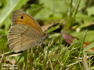 MEADOW BROWN - MANIOLIA JURTINA - MYRTIL