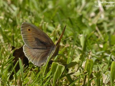 MEADOW BROWN - MANIOLIA JURTINA - MYRTIL