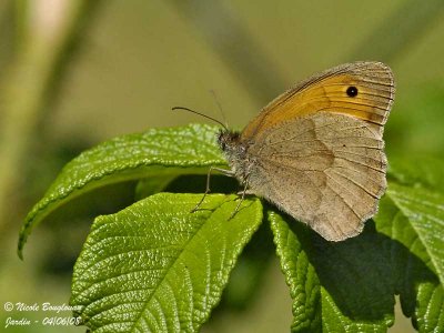 MEADOW BROWN - MANIOLIA JURTINA - MYRTIL