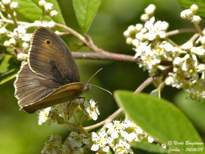 MEADOW BROWN - MANIOLIA JURTINA - MYRTIL