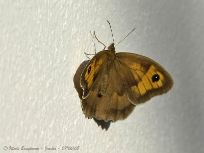 MEADOW BROWN - MANIOLIA JURTINA - MYRTIL