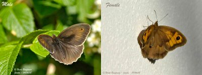 MEADOW BROWN - Male and Female