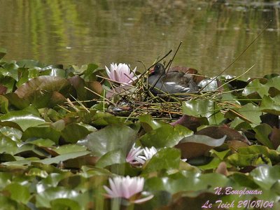 COMMON-MOORHEN