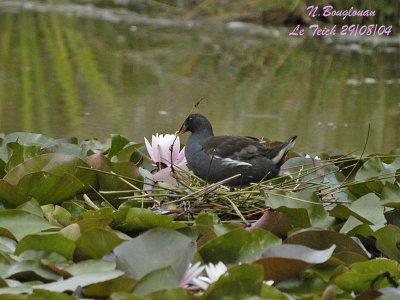 COMMON-MOORHEN