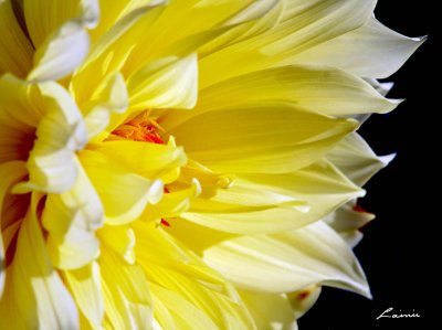 October flower