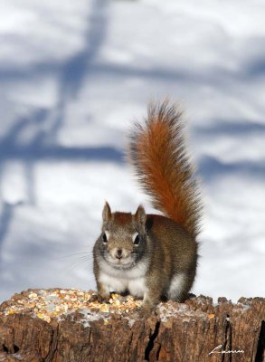 red tail squirrel 799