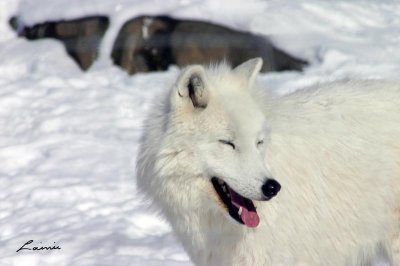 laughing wolf 5243