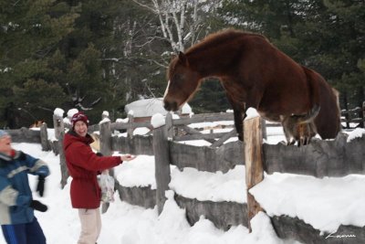 thats one tall horse 1476