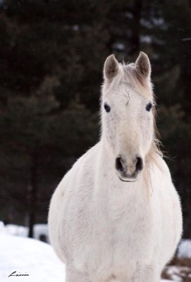white horse 1577