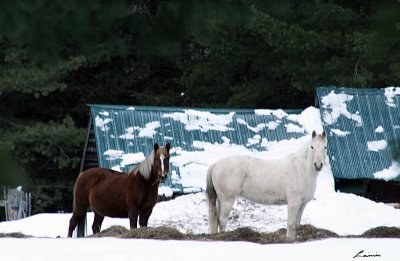 near the barn 1667