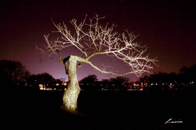 tree 8967 light painting  