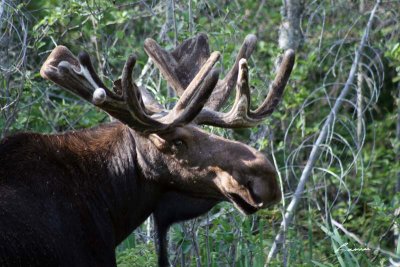 moose 7289