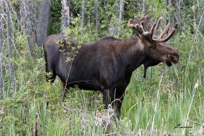 moose 7255
