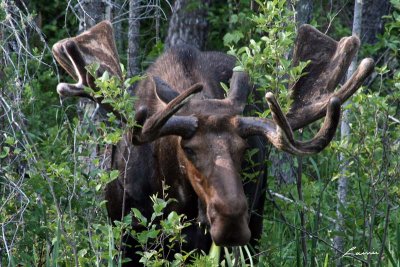 moose 7231