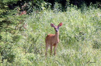 deer 7040