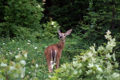 deer 7075