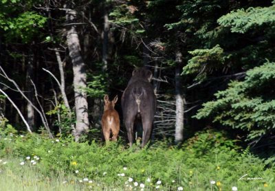 baby and mom moose butts 6577