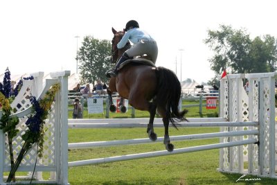 horse jumping 2500
