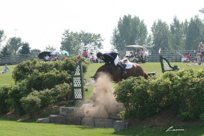 horse jumping 2946