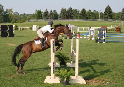 horse jumping 2360