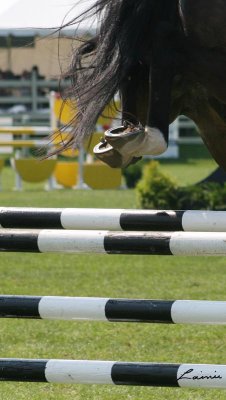 horse jumping 2639