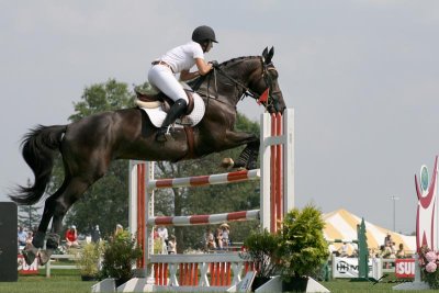 horse jumping 2778