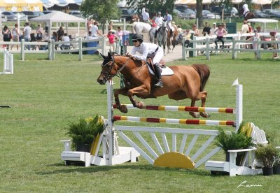 horse jumping 2749