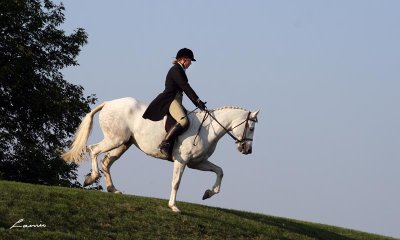 horse jumping 3178