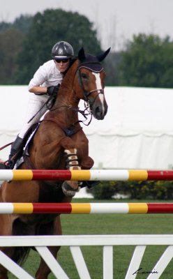 horse jumping  3597
