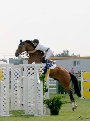 horse jumping  3753